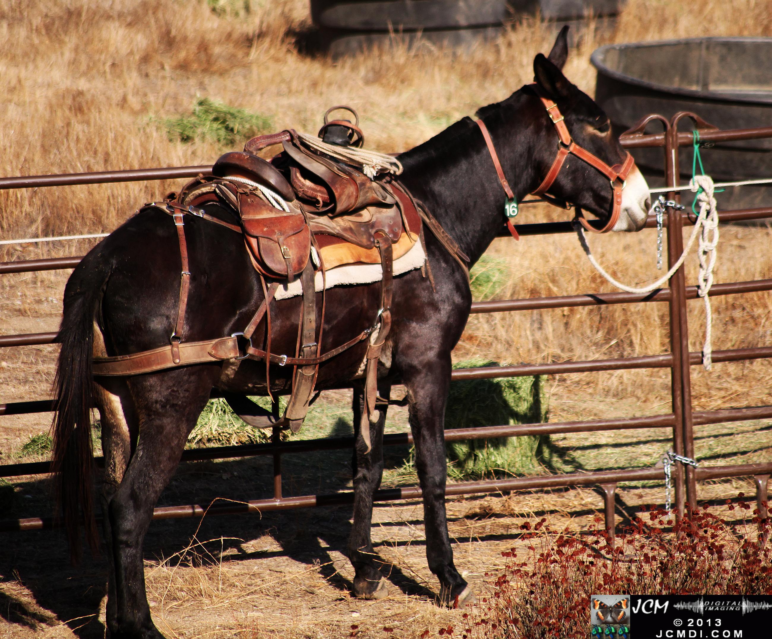 100 Mule Team at Whitney Canyon